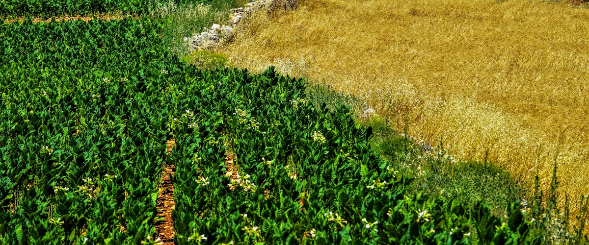Spray for weeds